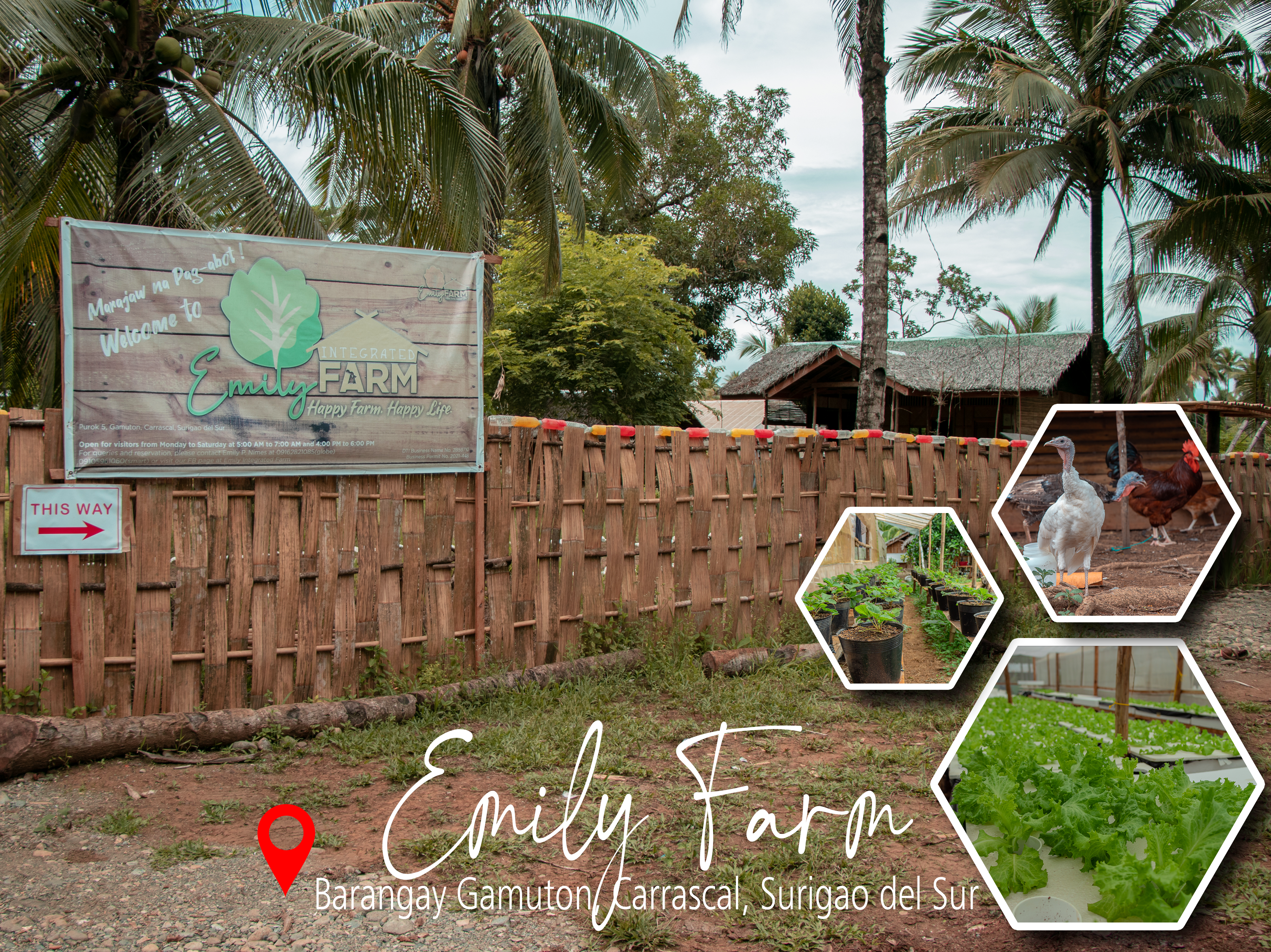 <b class="font-bara"><i class="bi bi-geo-fill h4"></i> EMILY FARM</b> <br/>Savor the taste of organic farm produce from the outstanding and award-winning gardens of Emily Farm. With its hydroponics lettuce, native poultry eggs and chicken, and other chemical and pesticide free fruits and vegetables, you can surely secure a healthy and quality diet worth your every penny.